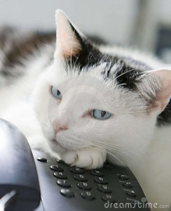 cat-phone-7118606