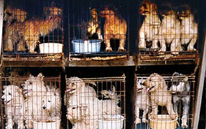 Dogs being kept in a puppy mill for breeding