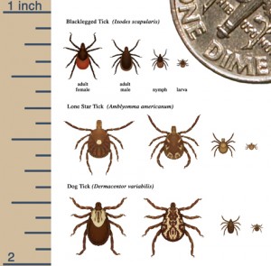 tick_sizes