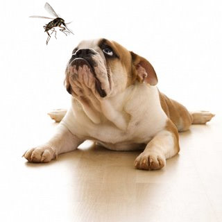 Heartworm mosquito best sale