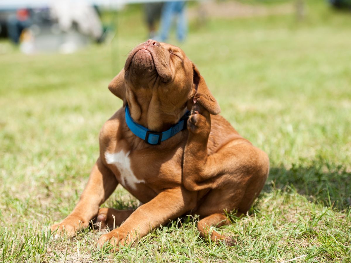 Bordeaux puppy trying to get rid off fleas