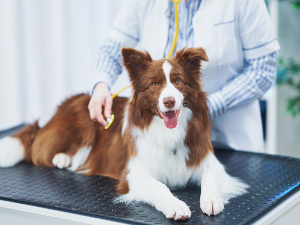 Border Collie dog during a visit to the vet