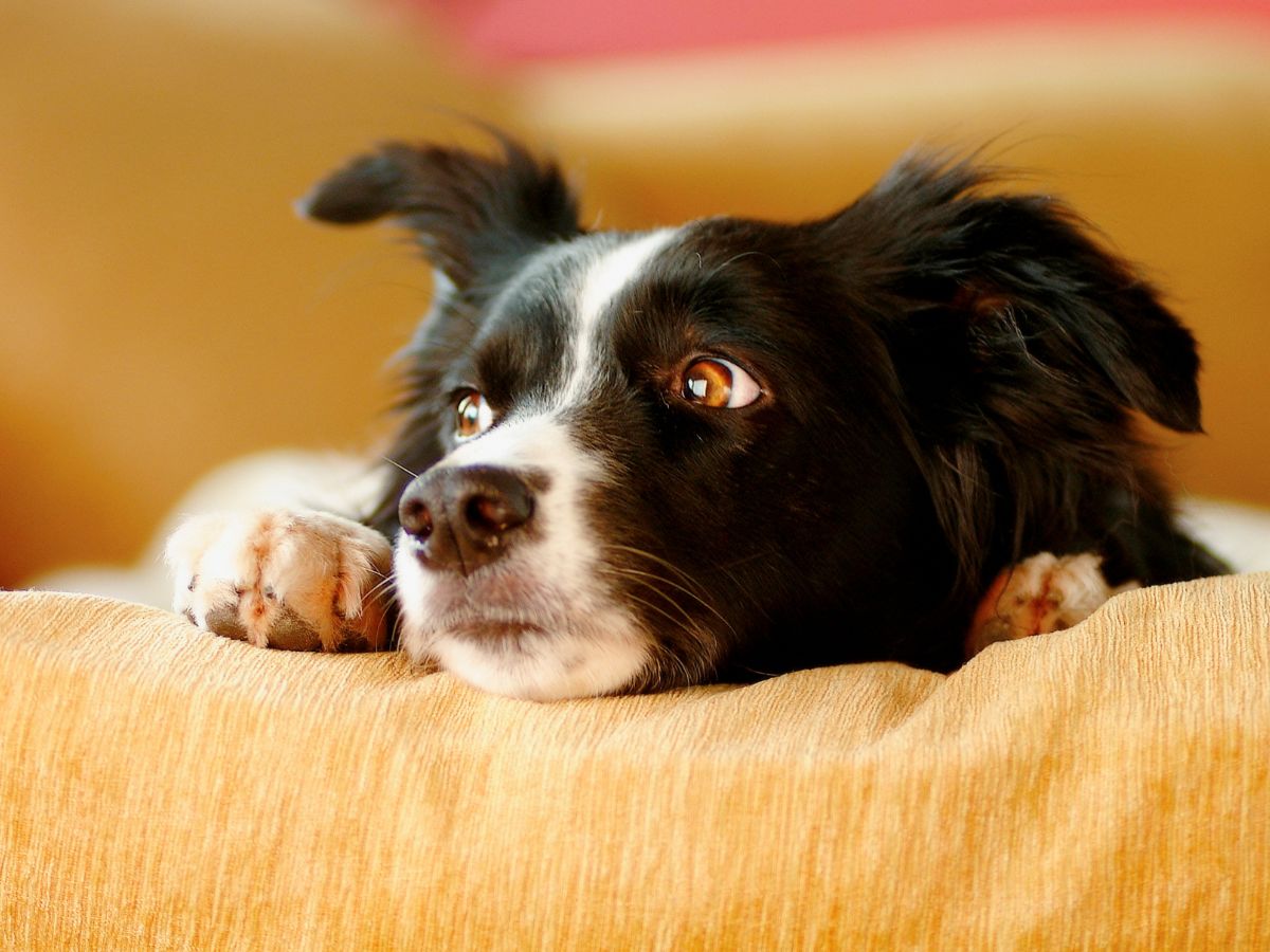 Border collie sat on sofa