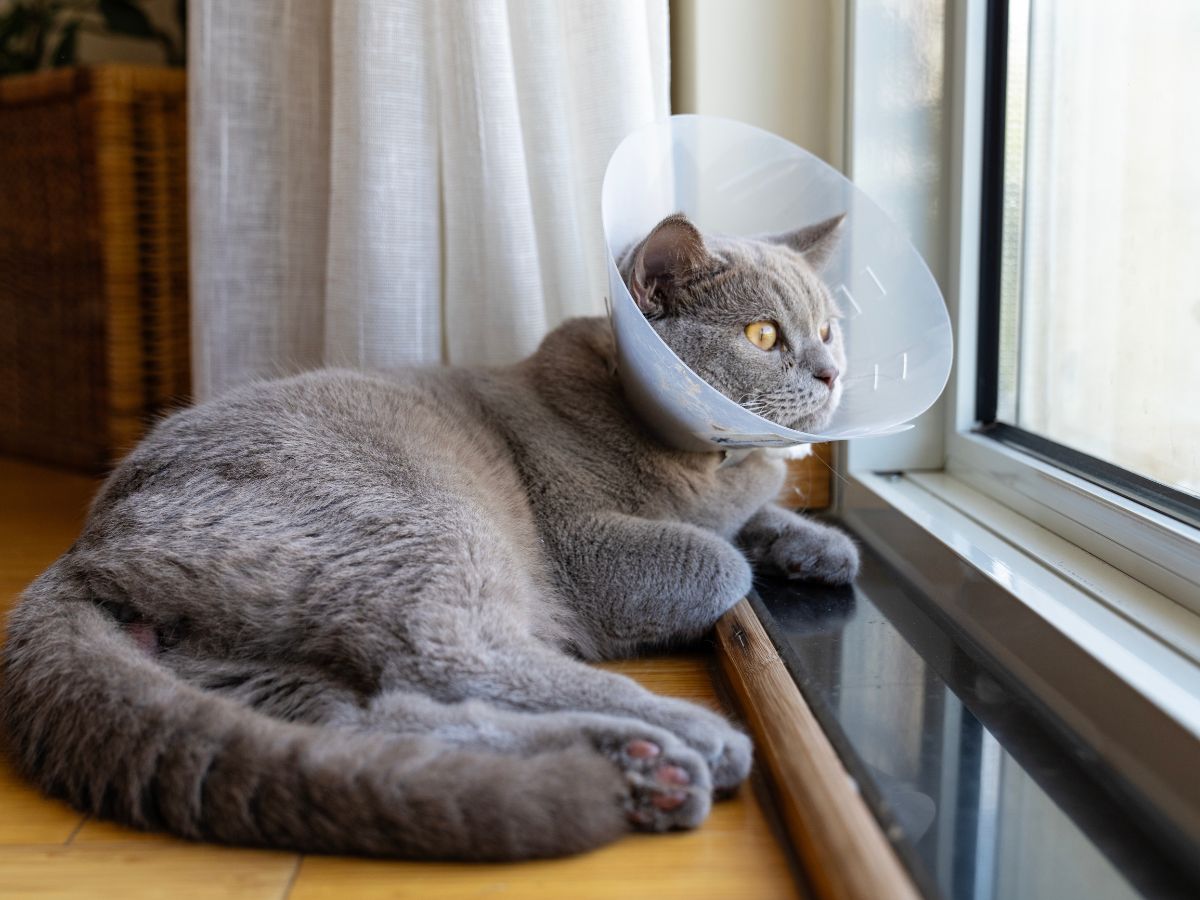 British Cat in surgery cone collar