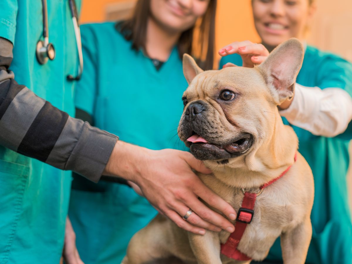 French Bulldog on the visit to the vet