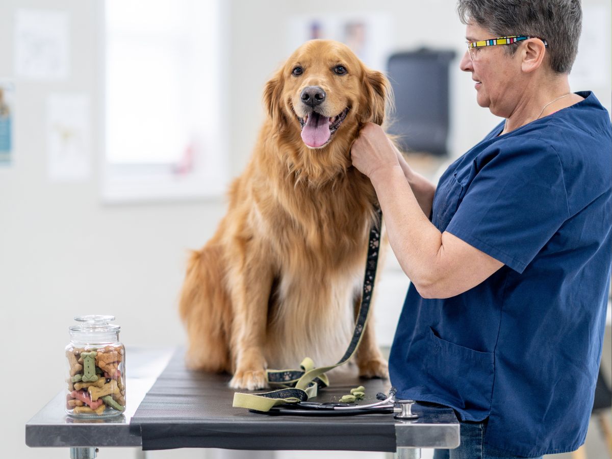 Golden Retriever sits on an examination table