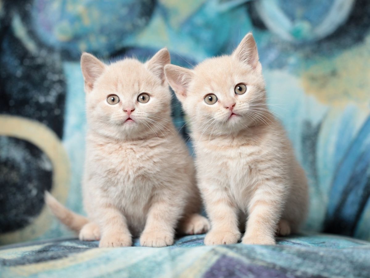 Two charming kittens sitting comfortably