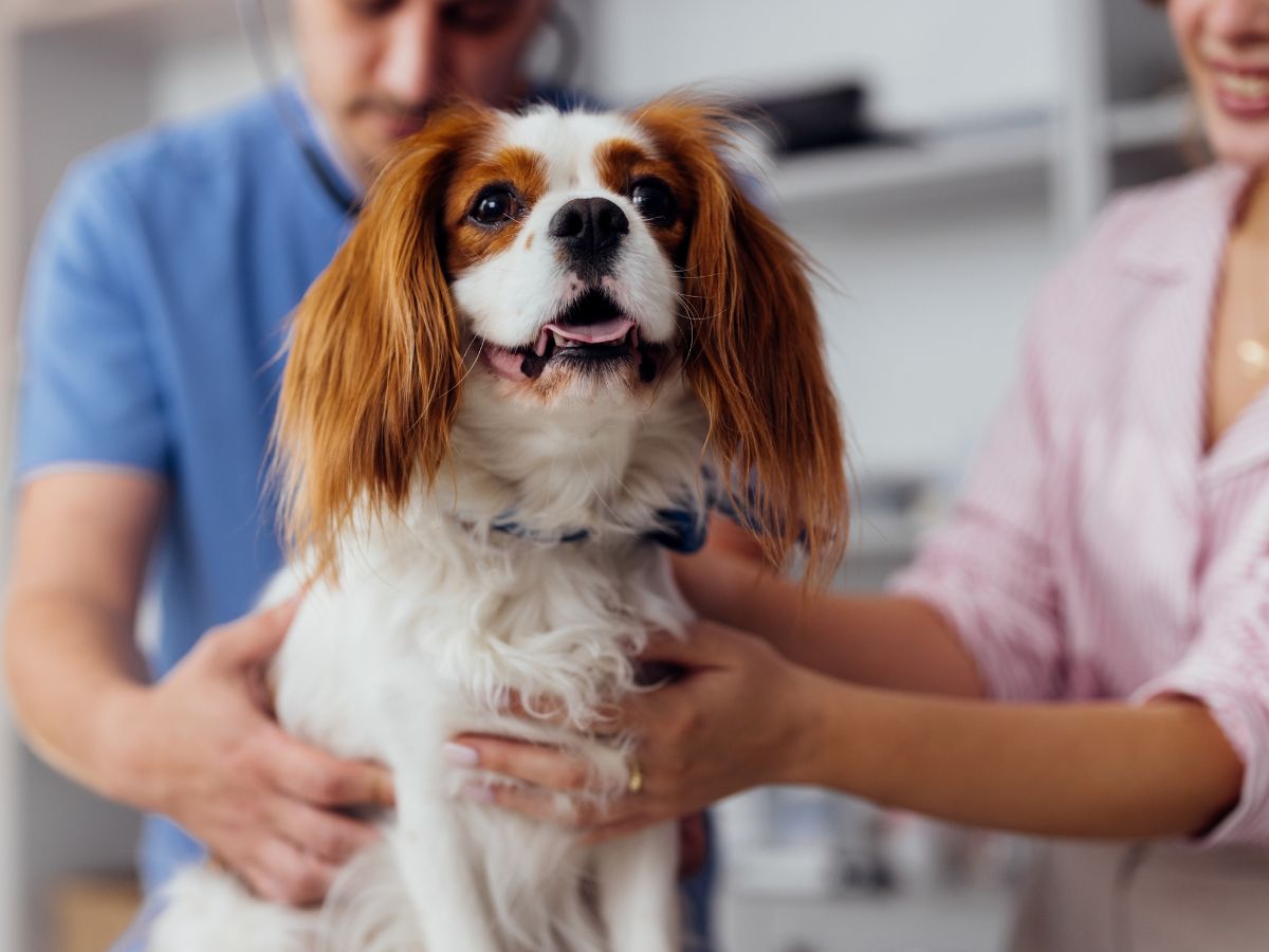 Veterinarian Examining Happy Dog