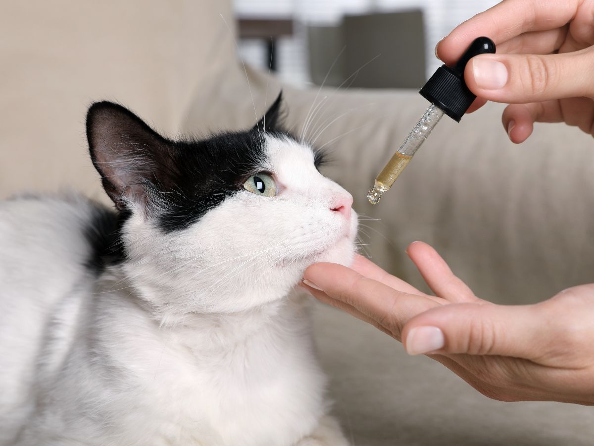 Woman giving tincture to cat