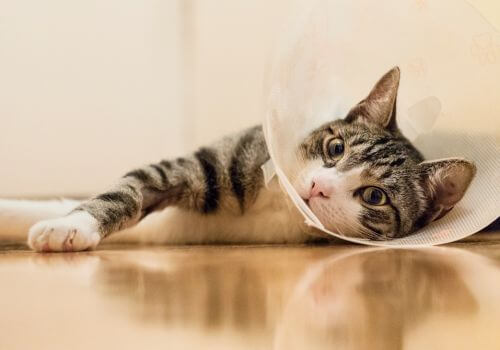 a cat lying on floor