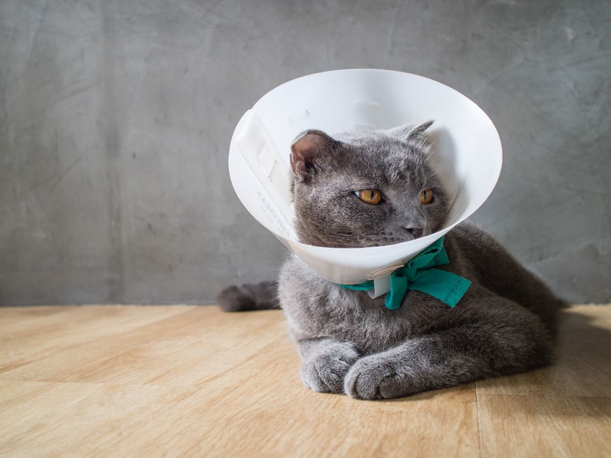 a cat wearing a cone on its head