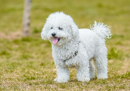 a dog in the field