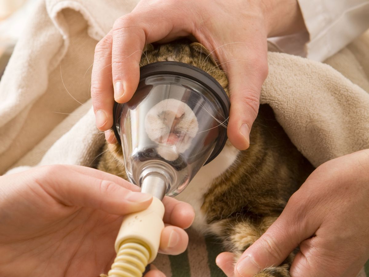 cat receiving anesthesia at the vet