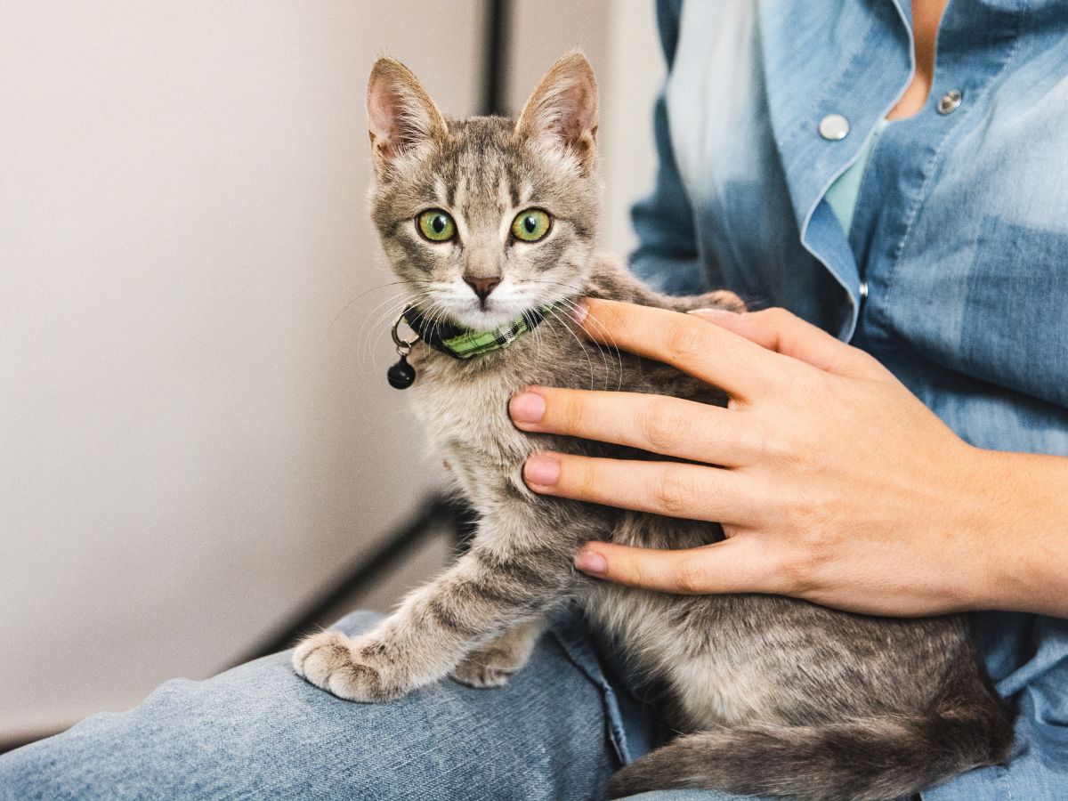 cat sitting on owner's lap