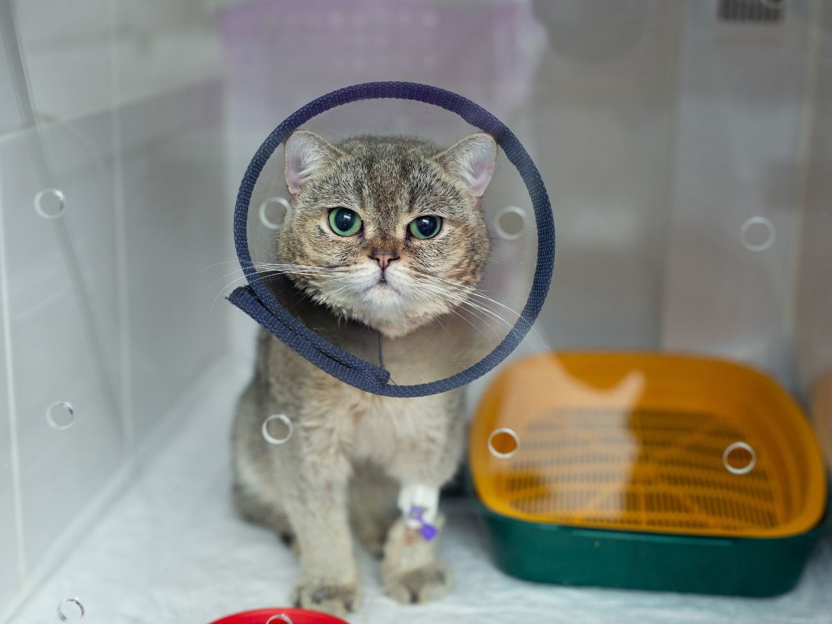 cat wearing a surgery cone on its head