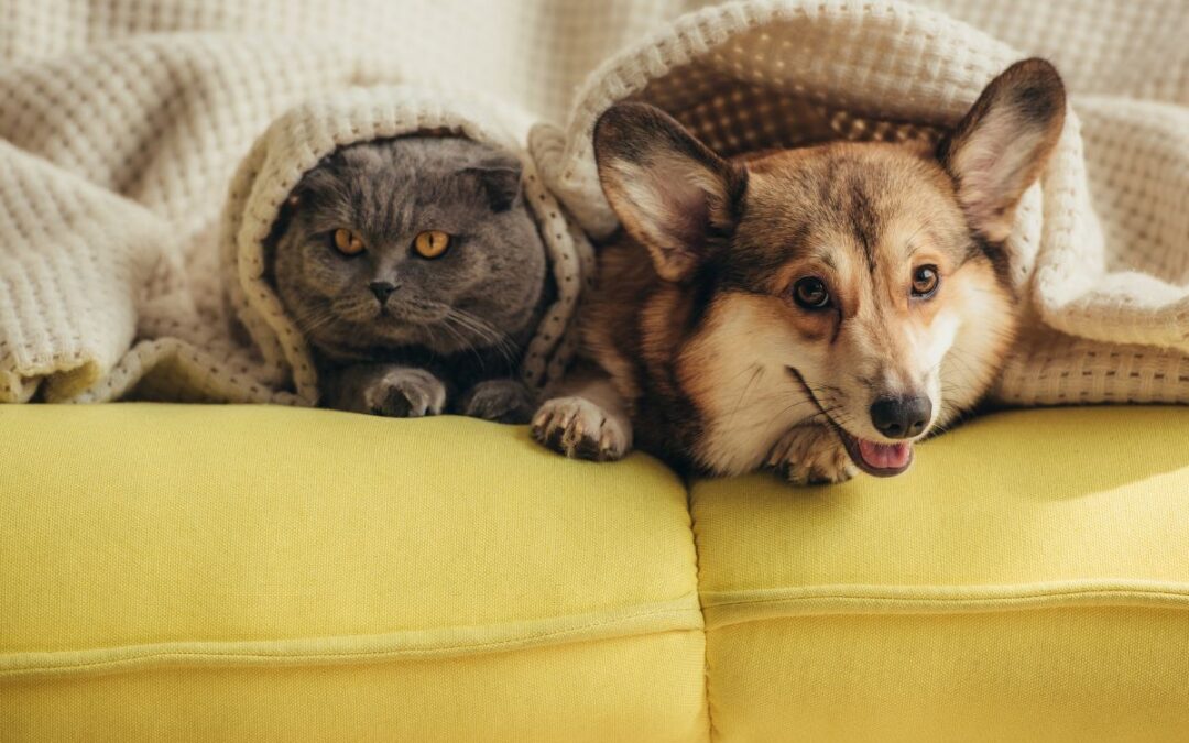 dog and cat rest peacefully