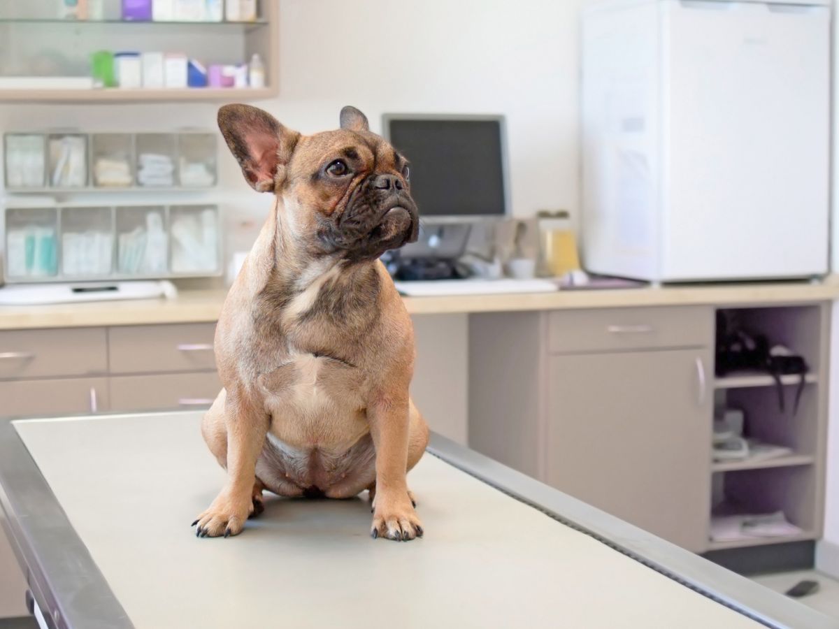dog calmly sits on a table