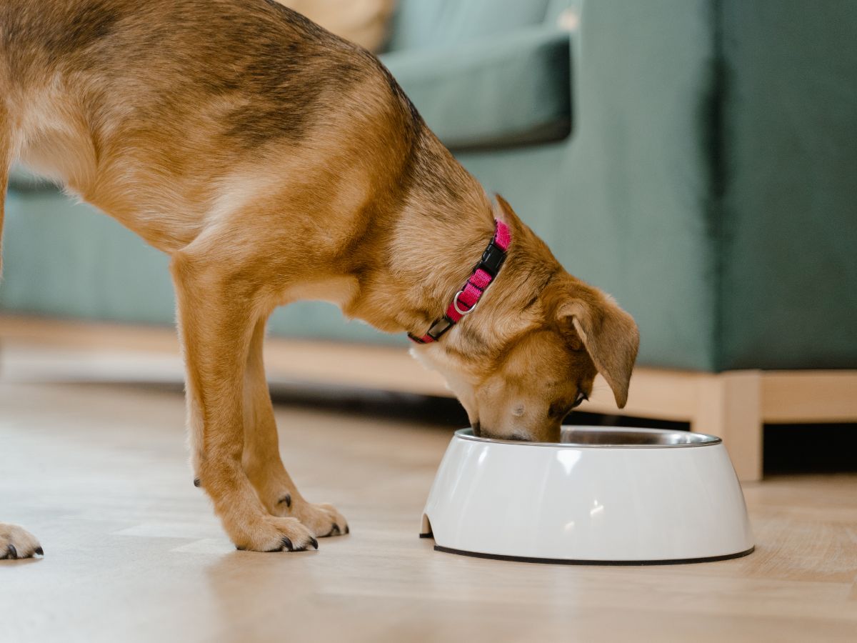 dog happily eating from a bowl