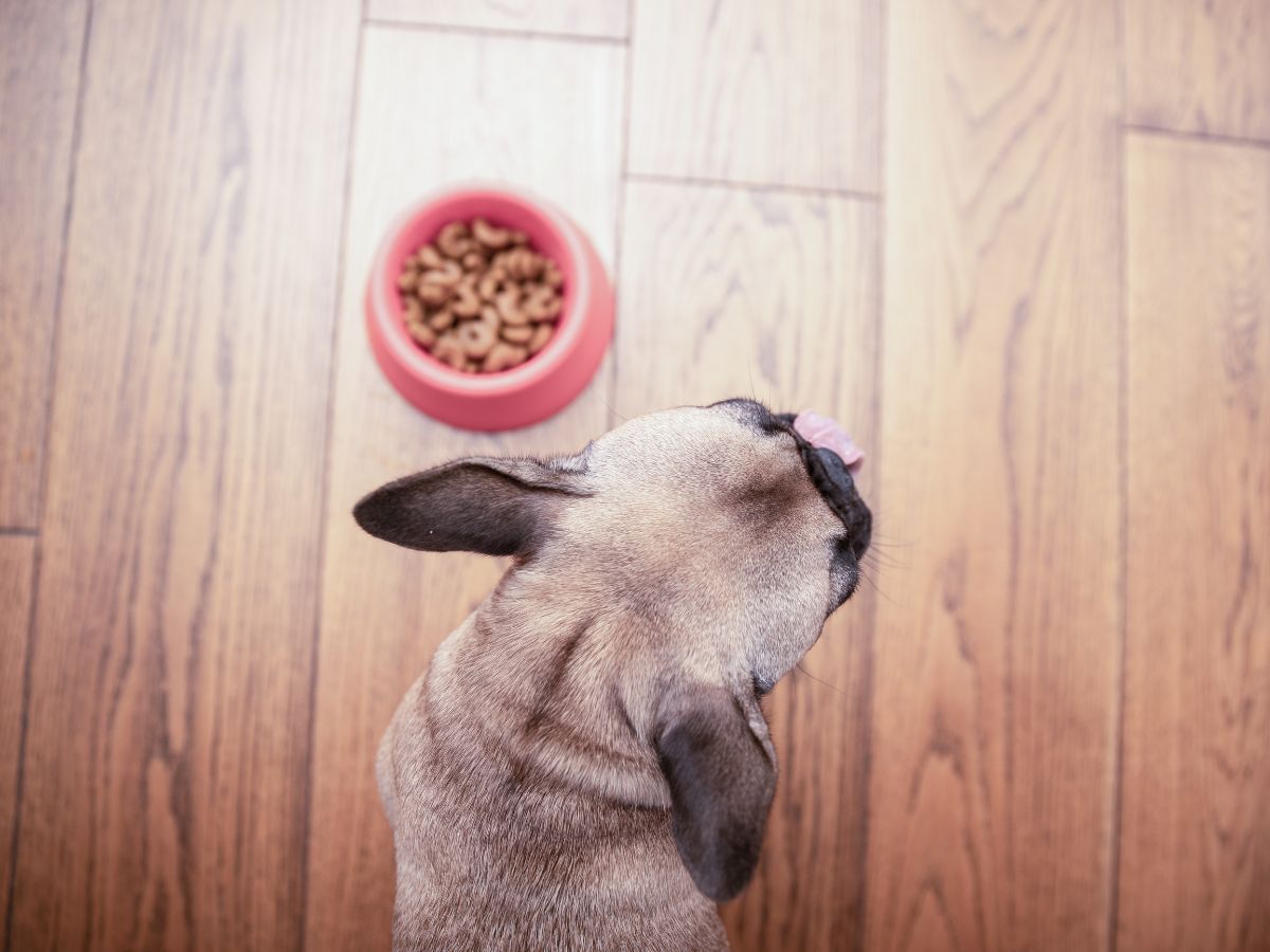 dog stares up at a bowl of food