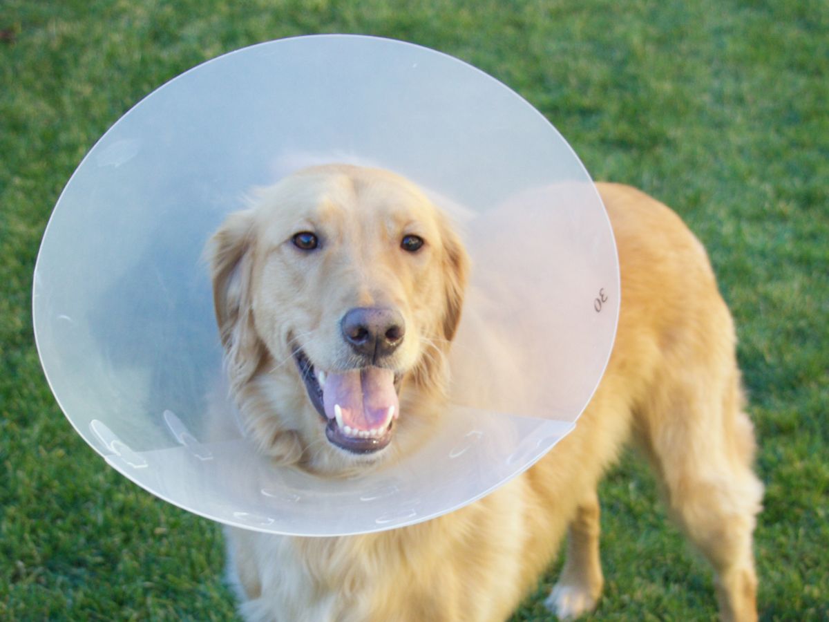 dog wearing a protective cone around its head