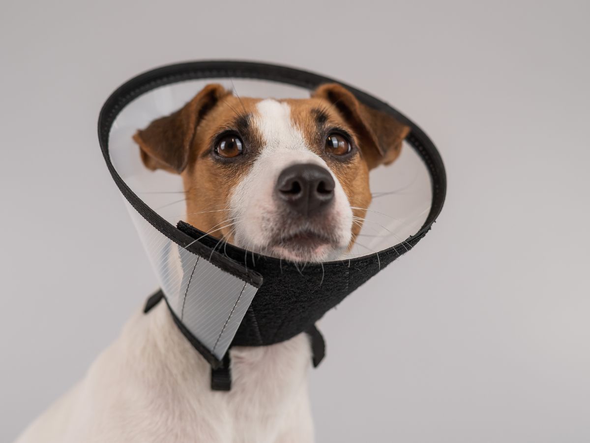 dog wearing a protective cone