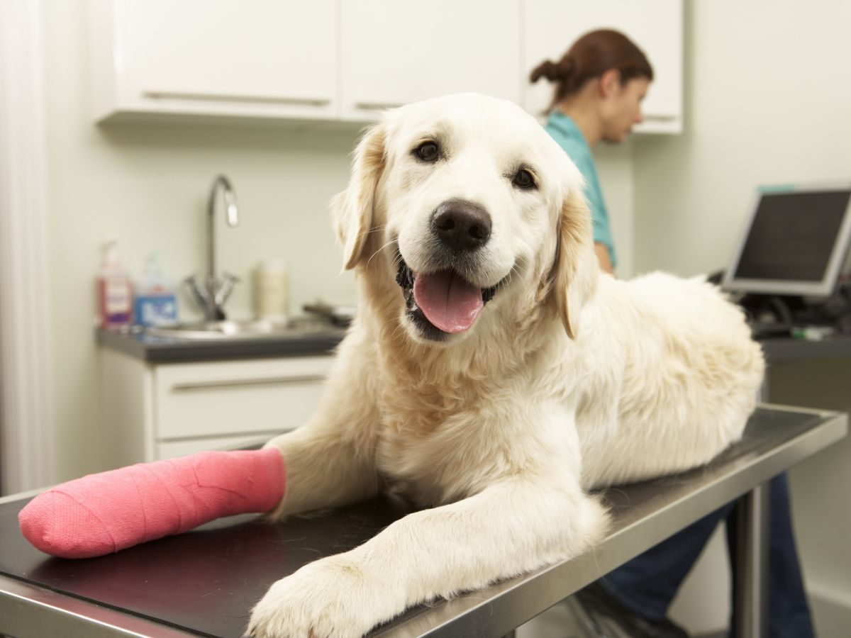 dog with a cast on its leg sits on a table