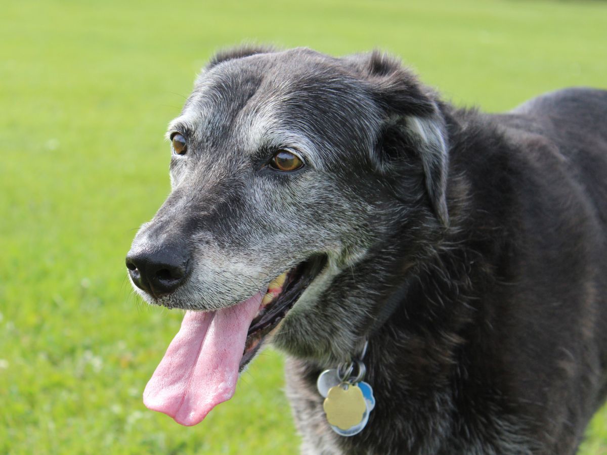 dog with an elongated tongue