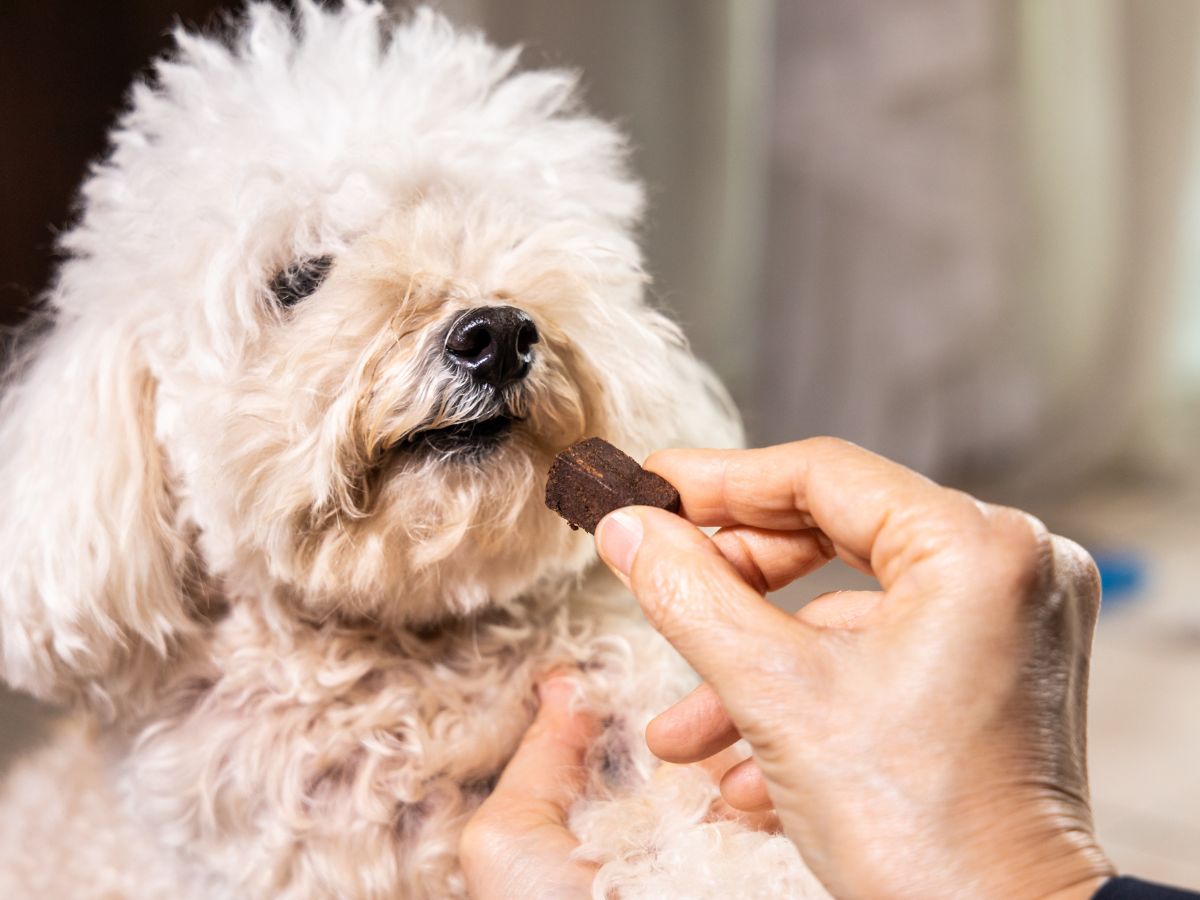 hand feeding dog and treat from heartworm