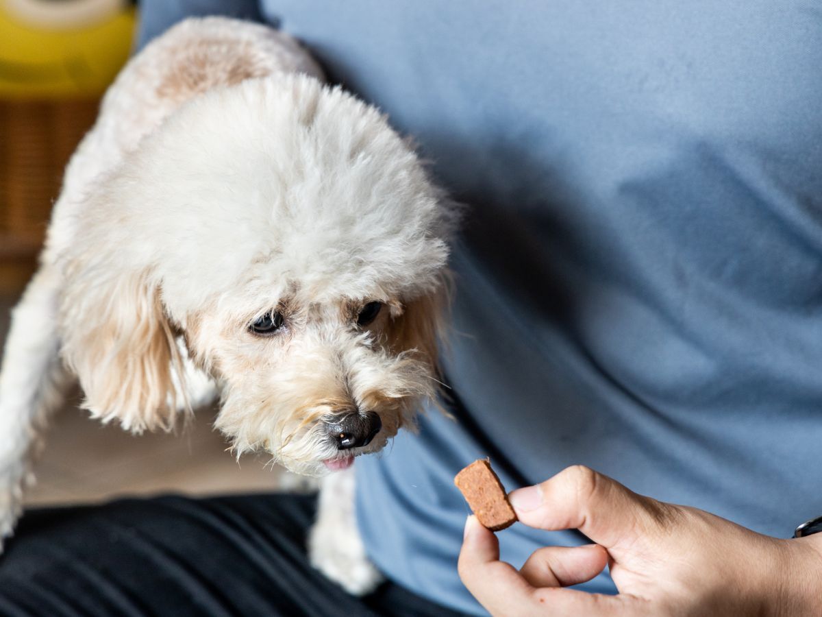 person feeding dog with preventive heartworms