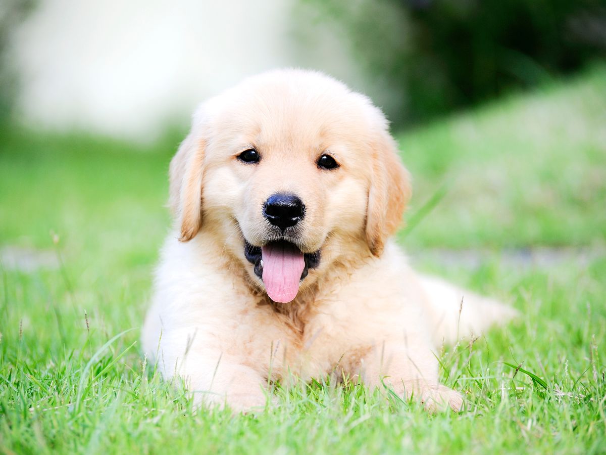 puppy lying comfortably in the grass