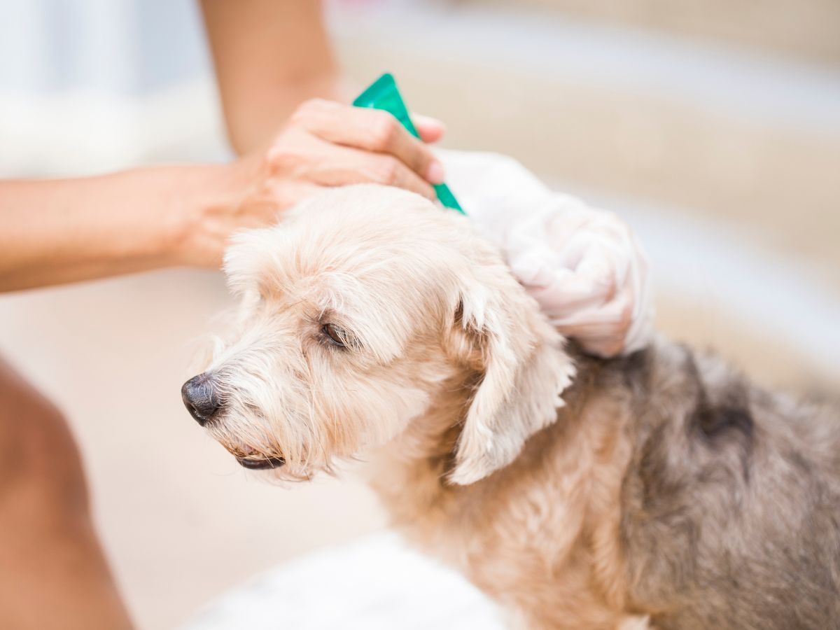 vet applying tick prevention treatment