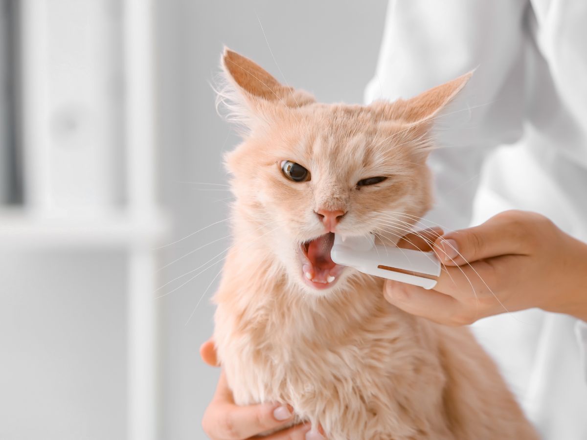 vet brushes the teeth of a cat