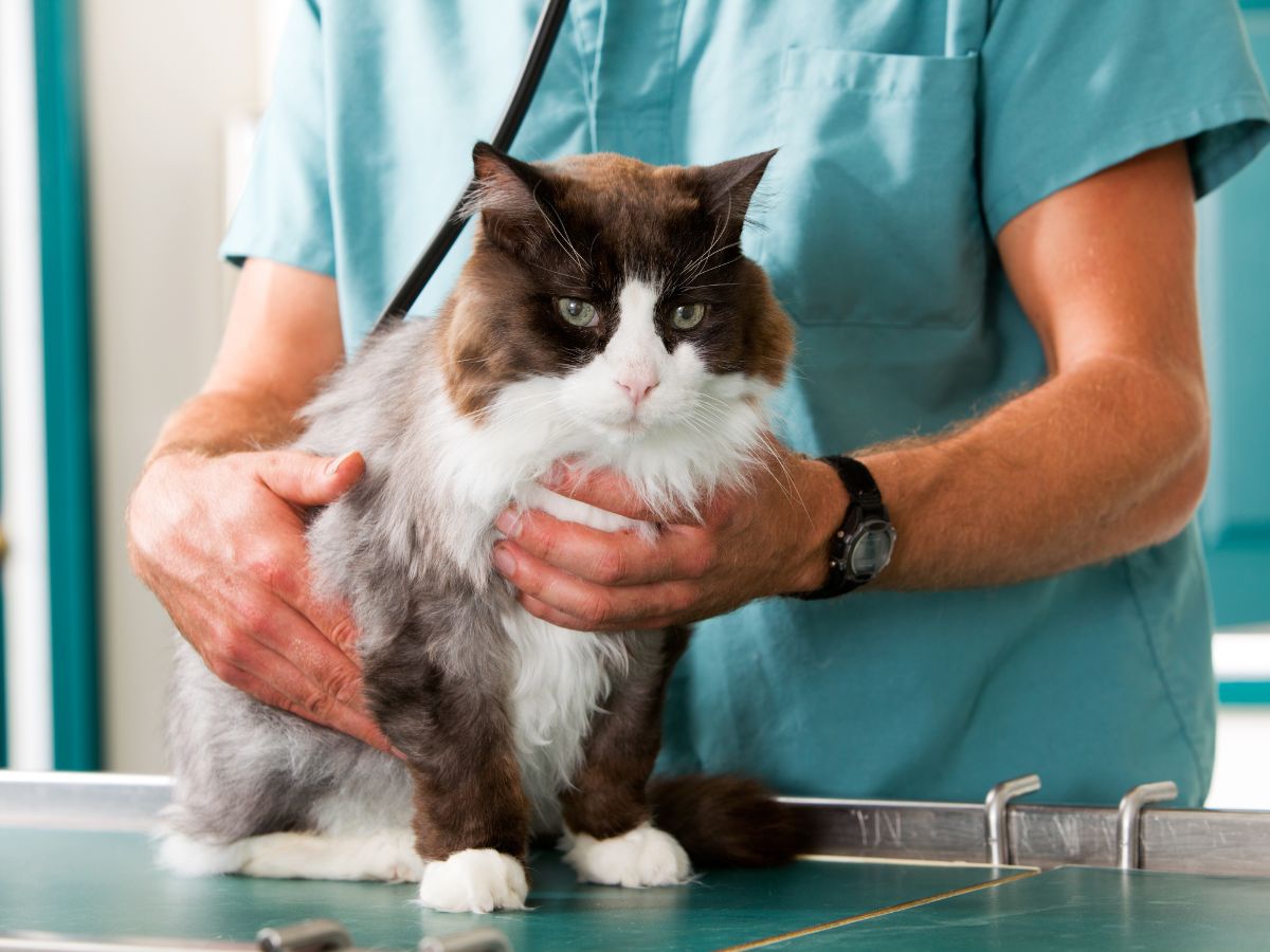 vet carefully examines a cat with a stethoscope