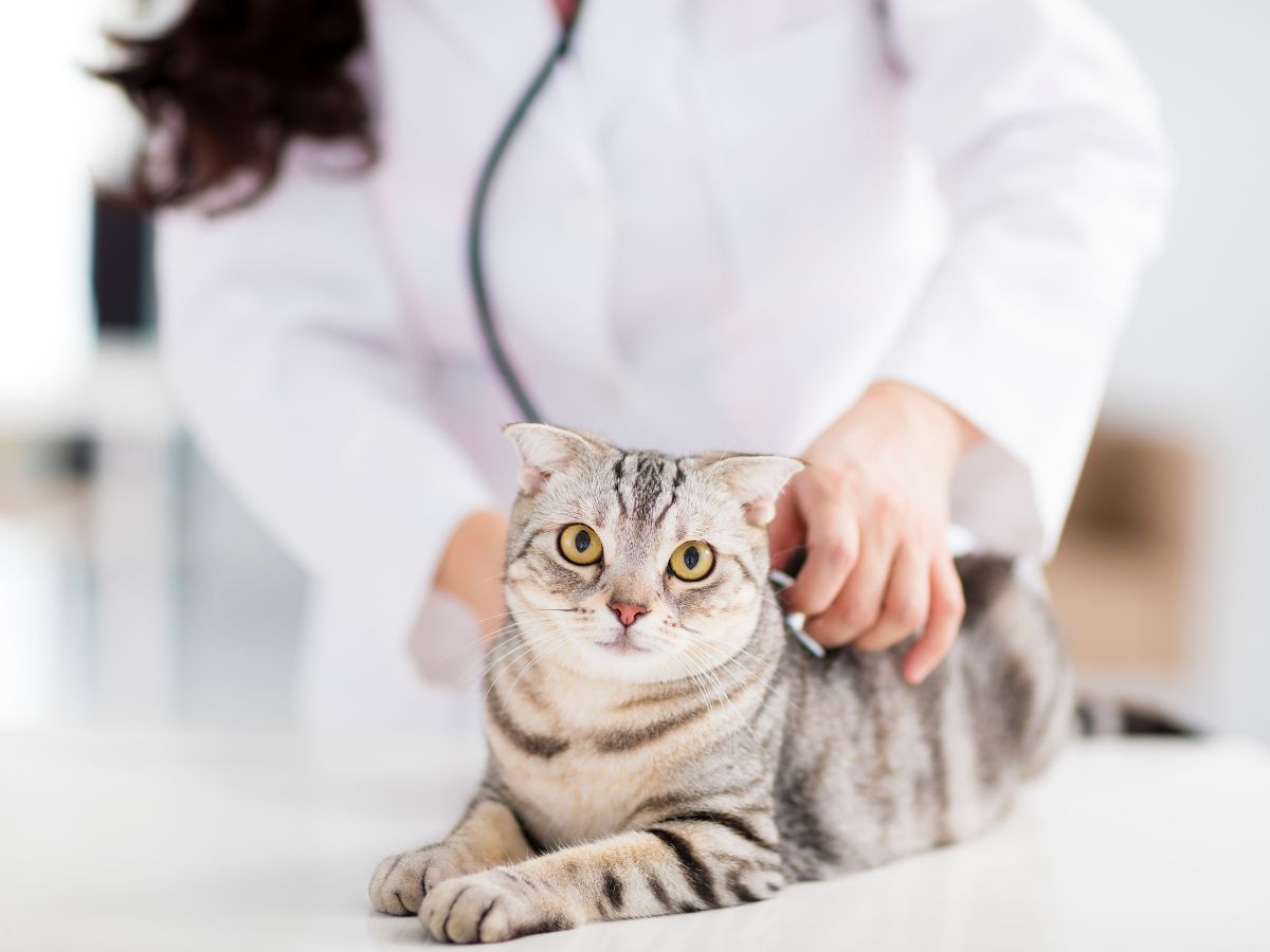 vet carefully examines a cat