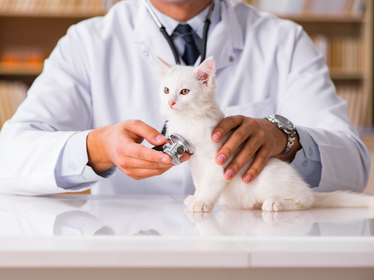 vet checking a kitten