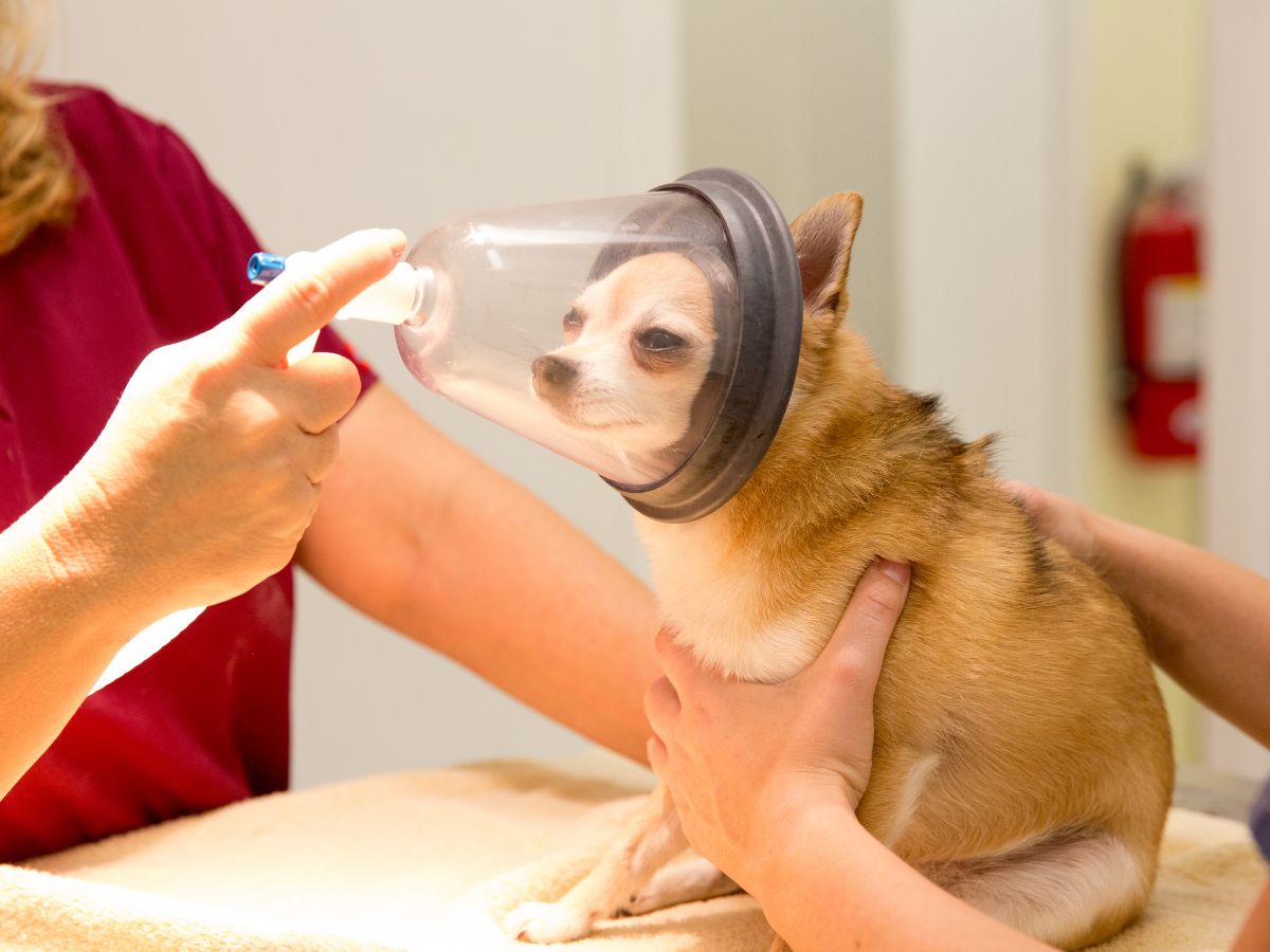 Vet examines dog under anesthesia