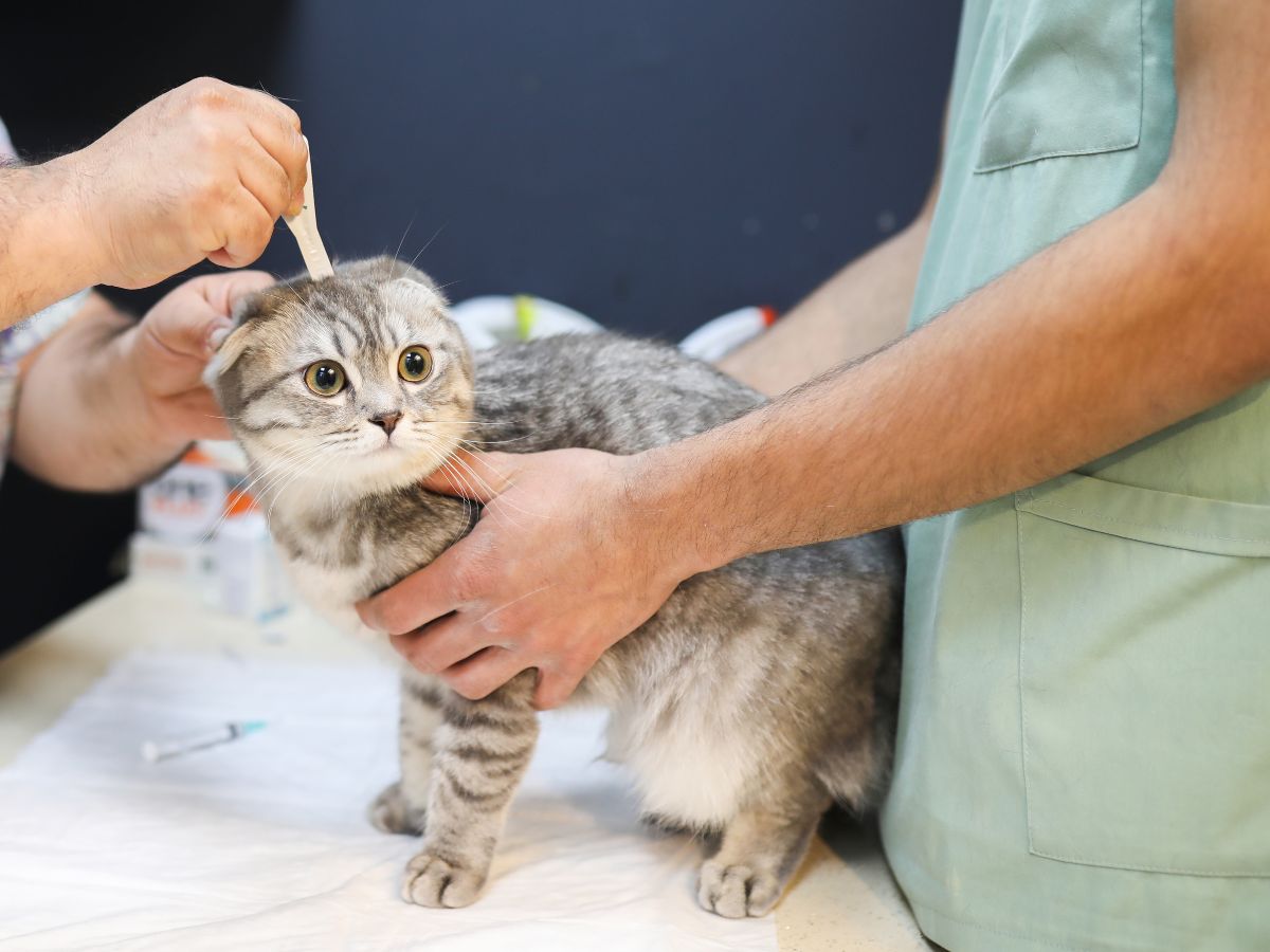 vet focusing on tick prevention to cat