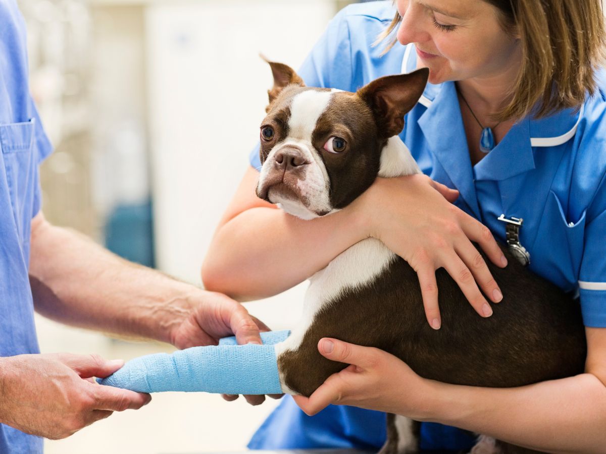 vet holds a dog with a cast on its leg