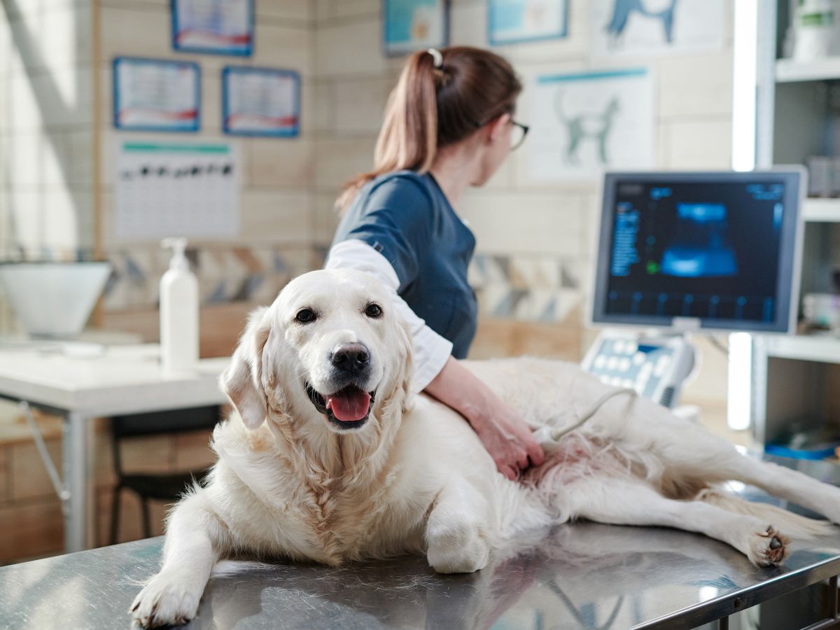 vet performing an ultrasound scan on dog vet performing an ultrasound scan on dog