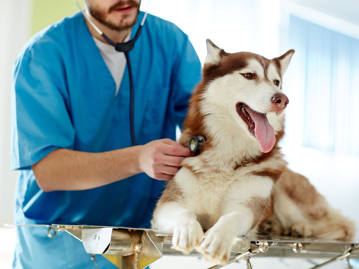 vet closely examines a dog