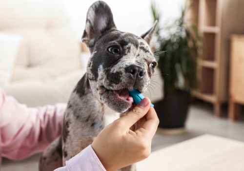 a dog hold tooth brush