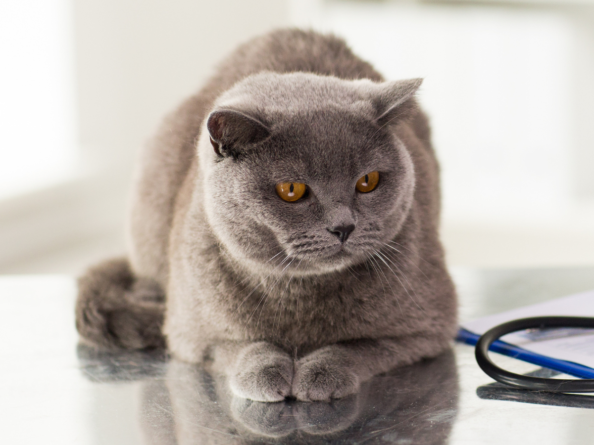 local anesthesia (1) cat laying on an exam table next to a stethoscope<br />