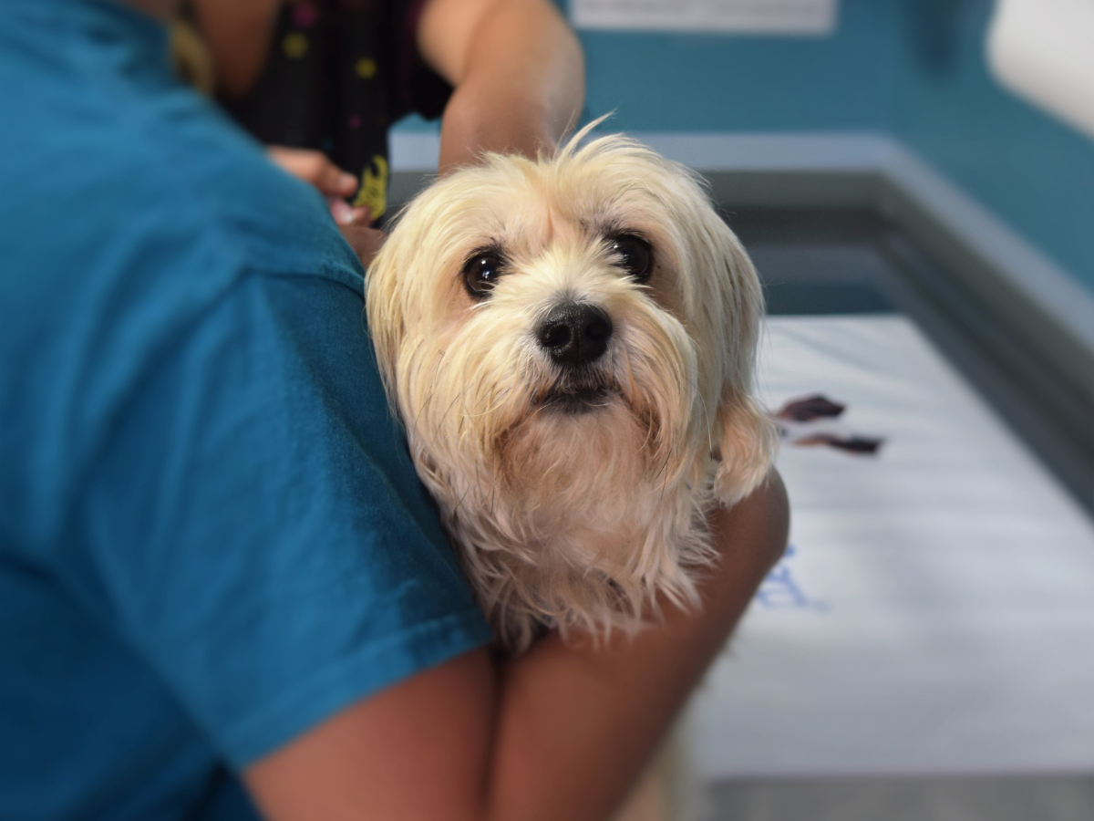 vet holding a dog during an exam