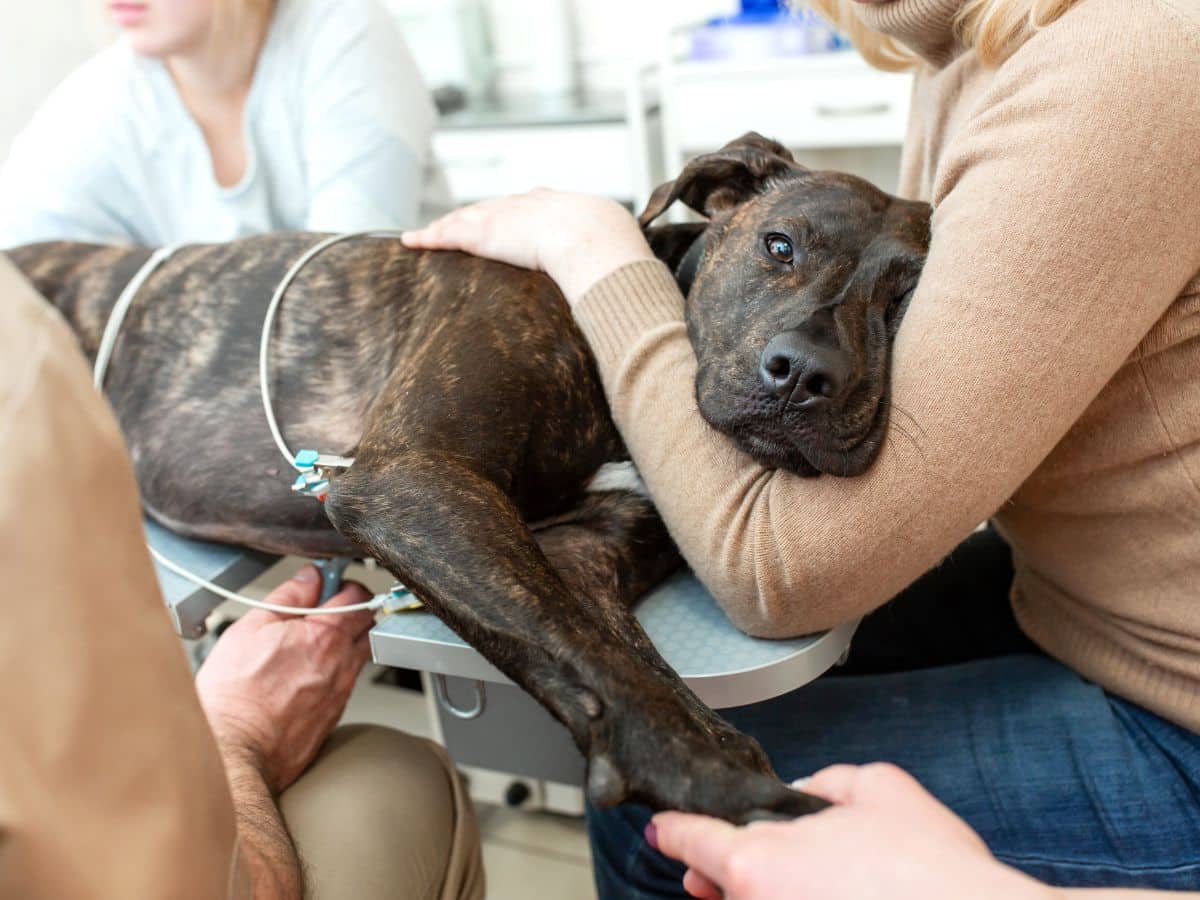 Dog being held as a procedure is performed