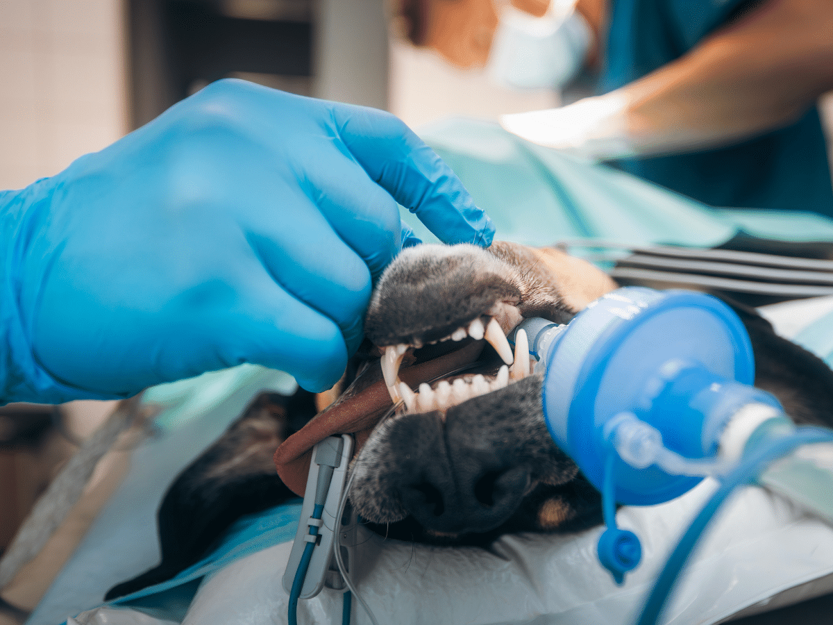 Vet examines dog under anesthesia