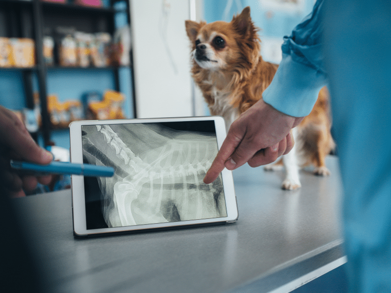 dog sits on a table while a veterinarian examines xray